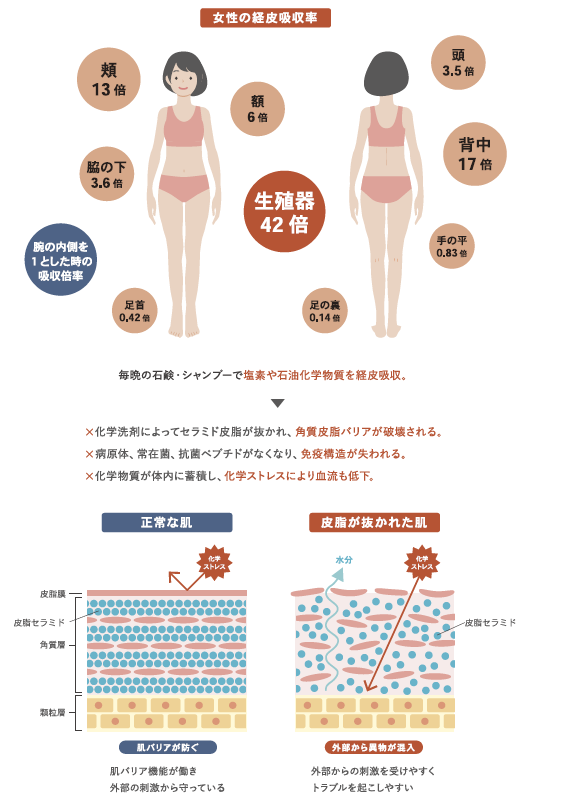 女性の経皮吸収率と肌バリア